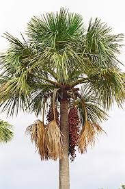 					Visualizar 2026: Edição especial -  III Congresso Nacional dos Peritos Federais Agrários (2023)
				